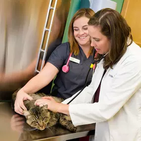 At Indian Tree Animal Hospital, we believe that annual wellness visits are an essential component of preventative care. Here, Dr. Hein is examining a patient with the help of one of our caring veterinary technicians.