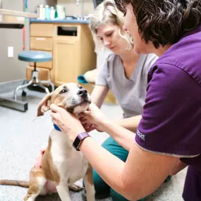 Our medical team is committed to your pet’s complete wellness through each life stage.