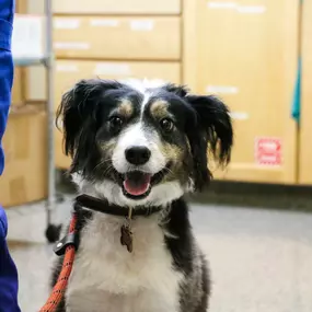 This adorable pup just finished his annual wellness visit, and he did great!