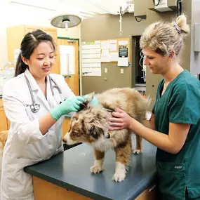 Dr. Carrie Wang checks a patient's ear health during a wellness visit.