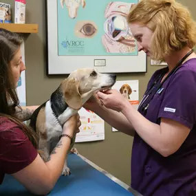 Wellness exams at Indian Tree are comprehensive, checking every patient from nose to tail.