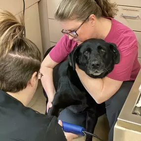 We handle each and every patient with the understanding that comes from years of veterinary experience and the gentleness that comes from a deep admiration for animals.