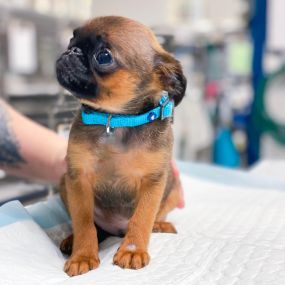 A happy puppy patient.