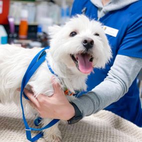 A happy puppy patient.