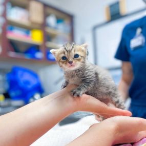 Our teeny tiny kitten patient.