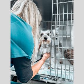 Vital check in progress! Our little puppy patient is in good hands as we ensure their health is right on track.