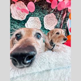 Nothing beats a good nose boop! A little moment of joy with our furry friend during their visit.