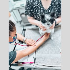 Checkups include listening to our patients heartbeat ...pure puppy love!