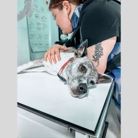 This pup was staying still for the X-ray pic like a pro!