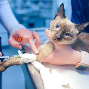 This kitty is such a good patient.