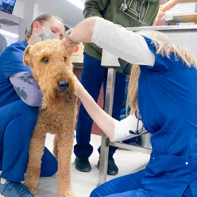 Ear exam on a patient.