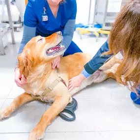 Belly rubs.