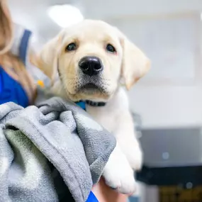 We have adorable puppy patients, as you can see.