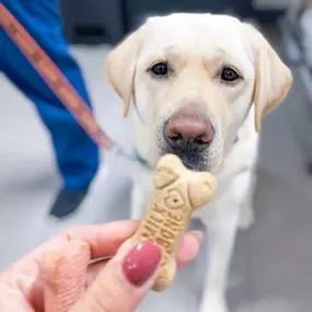 Well behaved pups get cookies!