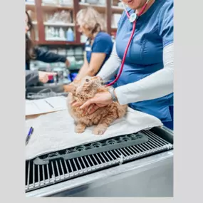 A team member listing to a patient's heart rate and lungs.