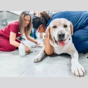 Such a brave pup for their blood draw, no ruff times here!