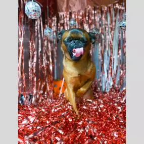 This pup is ready for the disco posing in front of our disco backdrop!