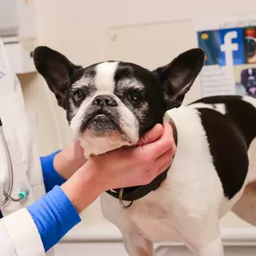 Wellness visits also give pet owners an opportunity to discuss their pet’s health with our experienced veterinarians.