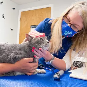 This kitty is behaving well for their exam.