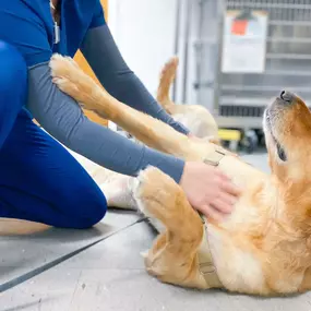 Belly rubs.