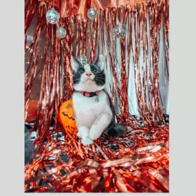 This kitty is ready for the disco posing in front of our disco backdrop!