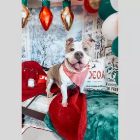 Festive and fabulous! This pup is striking a pose in front of our Christmas backdrop, ready to spread some holiday cheer!