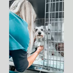 Vital check in progress! Our little puppy patient is in good hands as we ensure their health is right on track.