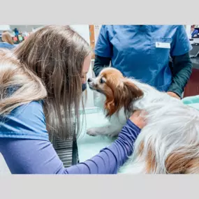 Sweet nose rubs with puppies—because every little snuggle makes the day brighter!