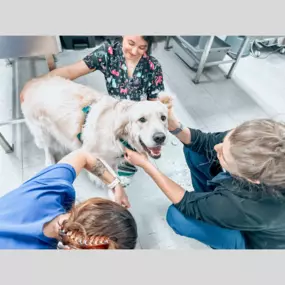 Teamwork, veterinary style! Together, we provide the best care for every furry friend that walks through our doors.