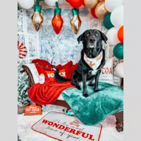 Festive and fabulous! This pup is striking a pose in front of our Christmas backdrop, ready to spread some holiday cheer!