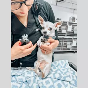 Time for a paw-dicure! This pup's toenails are getting a trim, keeping them healthy and happy!