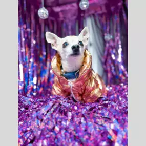 This pup is ready for the disco posing in front of our disco backdrop!