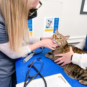 This kitty is behaving well for their exam.