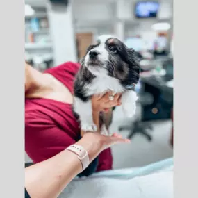 We get high fives and tail wags all day!