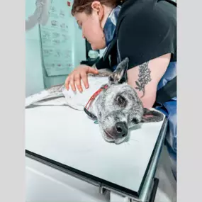 This pup was staying still for the X-ray pic like a pro!