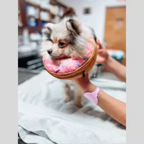 Donut disturb: trying to stay pawsitive and stop the licking!