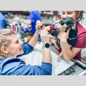 Getting those toenails trimmed and paws pampered—our dog is stepping out in style!