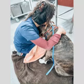 Snuggle time! This dog is getting all the love and comfort they deserve.