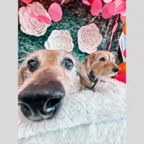 Nothing beats a good nose boop! A little moment of joy with our furry friend during their visit.