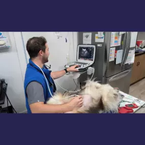 Ultrasound procedure at Overpeck Creek Animal Hospital.