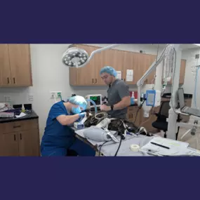 Dental procedure at Overpeck Creek Animal Hospital.