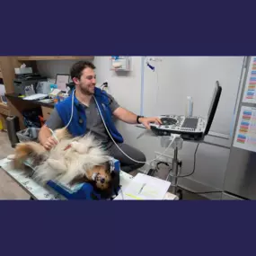 Ultrasound procedure at Overpeck Creek Animal Hospital.