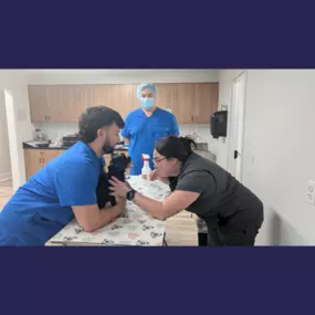 Blood draw on a patient at Overpeck Creek Animal Hospital.