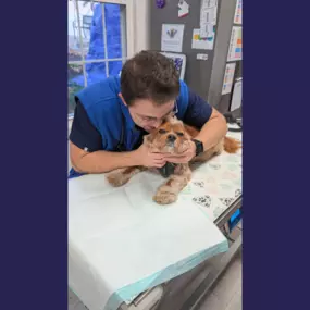 Overpeck Creek Animal Hospital team member giving snuggles to a patient.