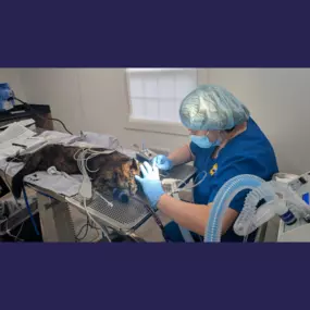 Dental procedure at Overpeck Creek Animal Hospital.