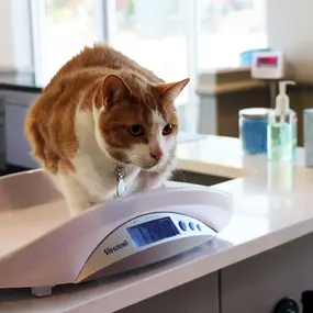 A proper diet and exercise are pillars of weight management. At 5280 Veterinary Care, we record the weight of our patients at every visit in an effort to prevent diseases and injuries, as well as increase longevity and quality of life.