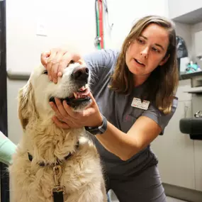 Dr. Anjuli Hein gently peeks at a patient’s teeth and gums for signs of dental disease.