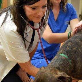 Dr. Robin Simpkins uses a stethoscope to listen to a patient’s heart and lungs.