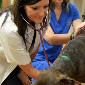 Dr. Robin Simpkins uses a stethoscope to listen to a patient’s heart and lungs.