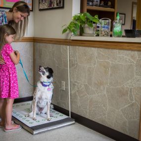 We hope to make every experience at Lakewood Animal Hospital positive. Here, a veterinary technician shows a client how to weigh her dog!